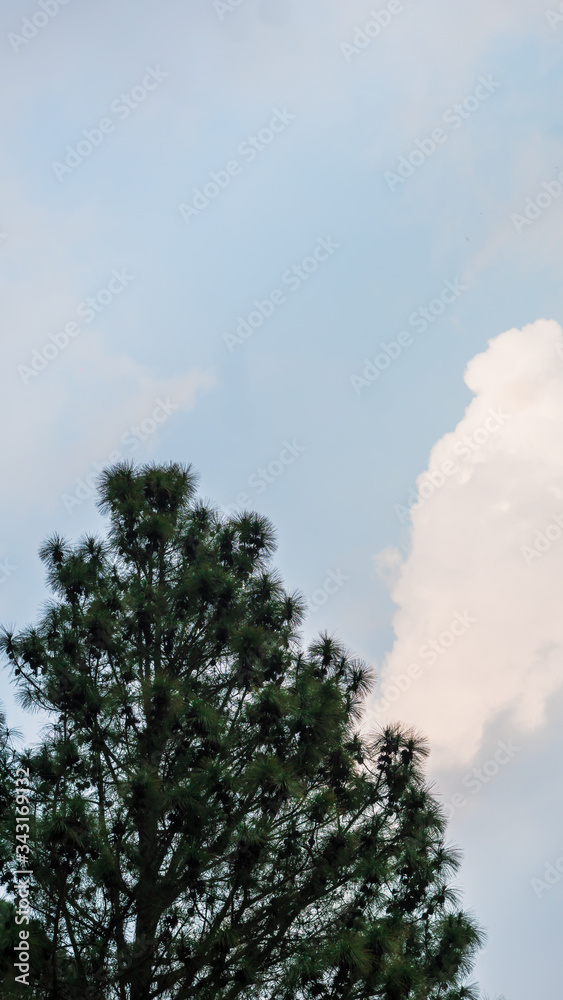 Un pino en el cielo Un pino en el cielo
