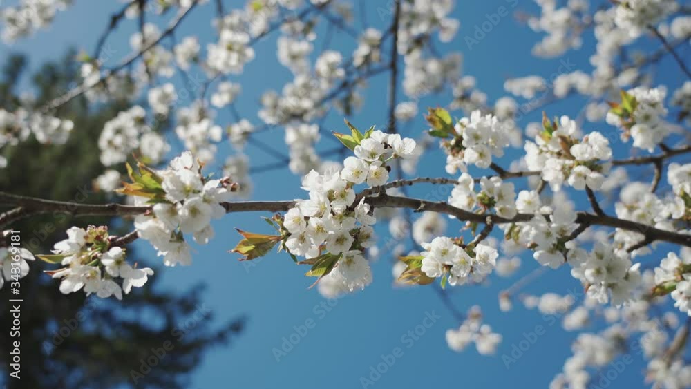 Beautiful cherry branch in spring white blossom on a bright blue sky background. The bee collects pollen and honey from the cherry blossom. 4k Beautiful cherry branch in spring white blossom on a bright blue sky background. The bee collects pollen and honey from the cherry blossom. 4k