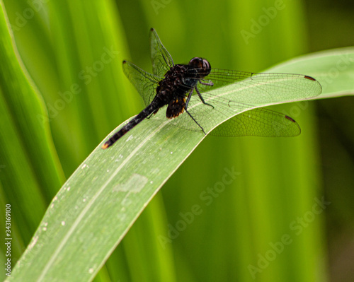 Dragonfly resting in the middle of a leaf.