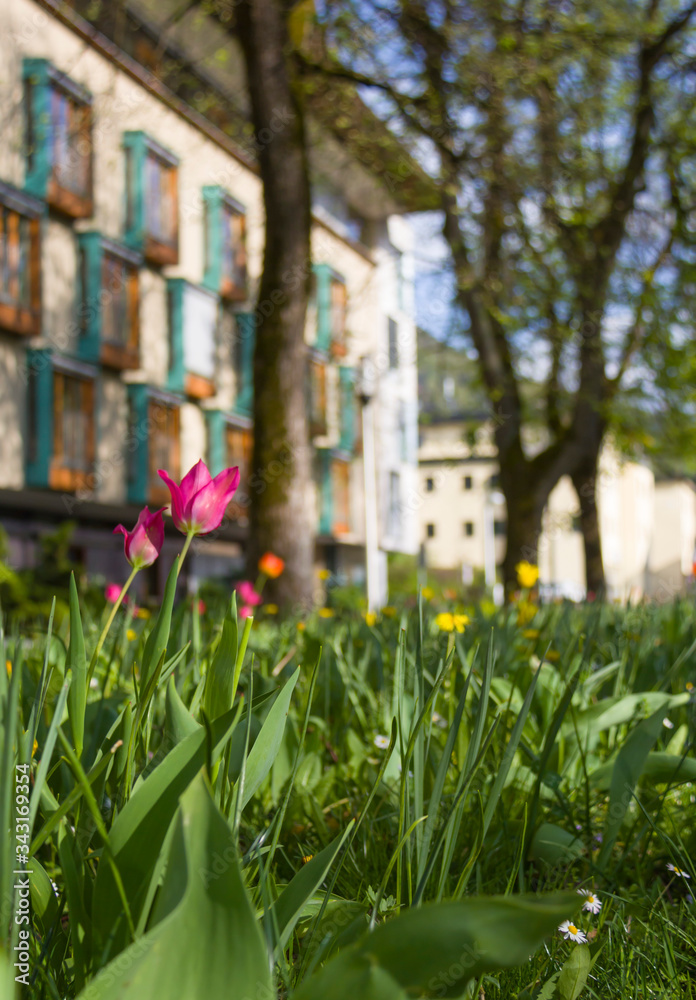 A flowers bloom in the city garden. Beautiful pink and yellow flowers on a green lawn with grass. Spring floral natural background A flowers bloom in the city garden. Beautiful pink and yellow flowers on a green lawn with grass. Spring floral natural background