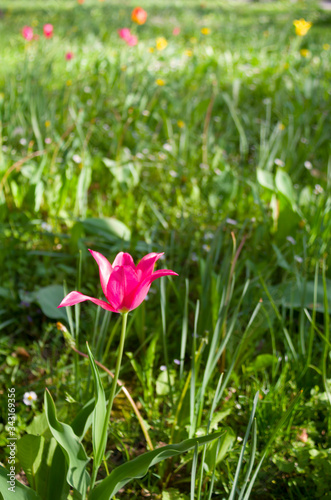 A flowers bloom in the city garden. Beautiful pink and yellow flowers on a green lawn with grass. Spring floral natural background