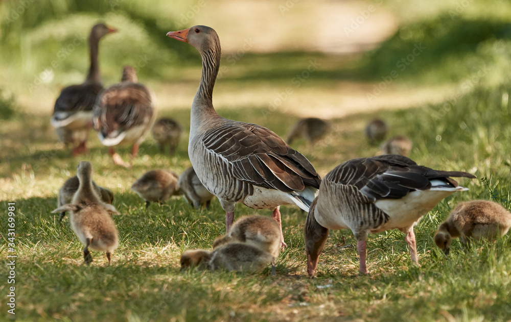 Greylag geese (Anser anser) with their chicks or goslings grazing in nature during a sunny spring day in Waghäusel, Germany