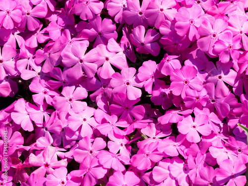 (Phlox subulata) Phlox rampant formant un élégant tapis de fleurs étoilées rose
