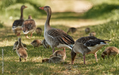 Greylag geese (Anser anser) with their chicks or goslings grazing in nature during a sunny spring day in Waghäusel, Germany