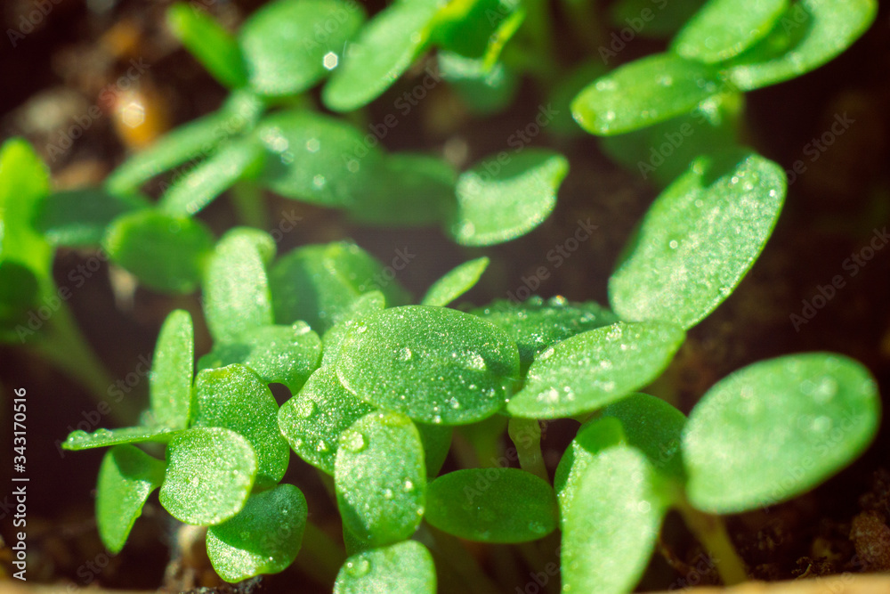 small green seedling in the ground small green seedling in the ground