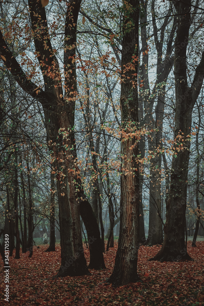 Fototapeta premium Misty landscape in hipster style. Vintage retro style.