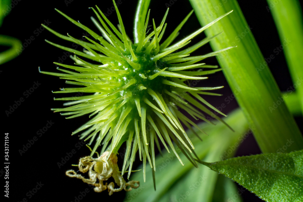 A round plant with thorns. Flora of planet Earth A round plant with thorns. Flora of planet Earth