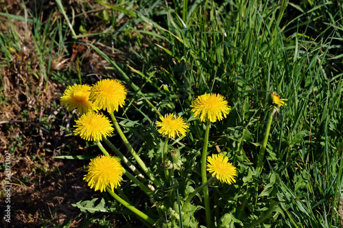 dandelions on the meadow