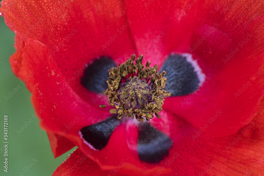 Papaver dubium long head poppy blindeyes beautiful flower of deep red color and medium size on green background light by flash Papaver dubium long head poppy blindeyes beautiful flower of deep red color and medium size on green background light by flash