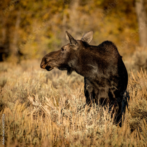 Cow Moose profile close up in the autumn wilderness