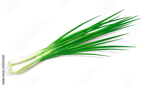 Bunch of fresh green onions. Vector illustration. Photo realistic vector green onion.