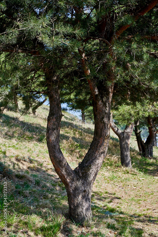 Fototapeta premium pine growing on a slope in the North Caucasus Russia