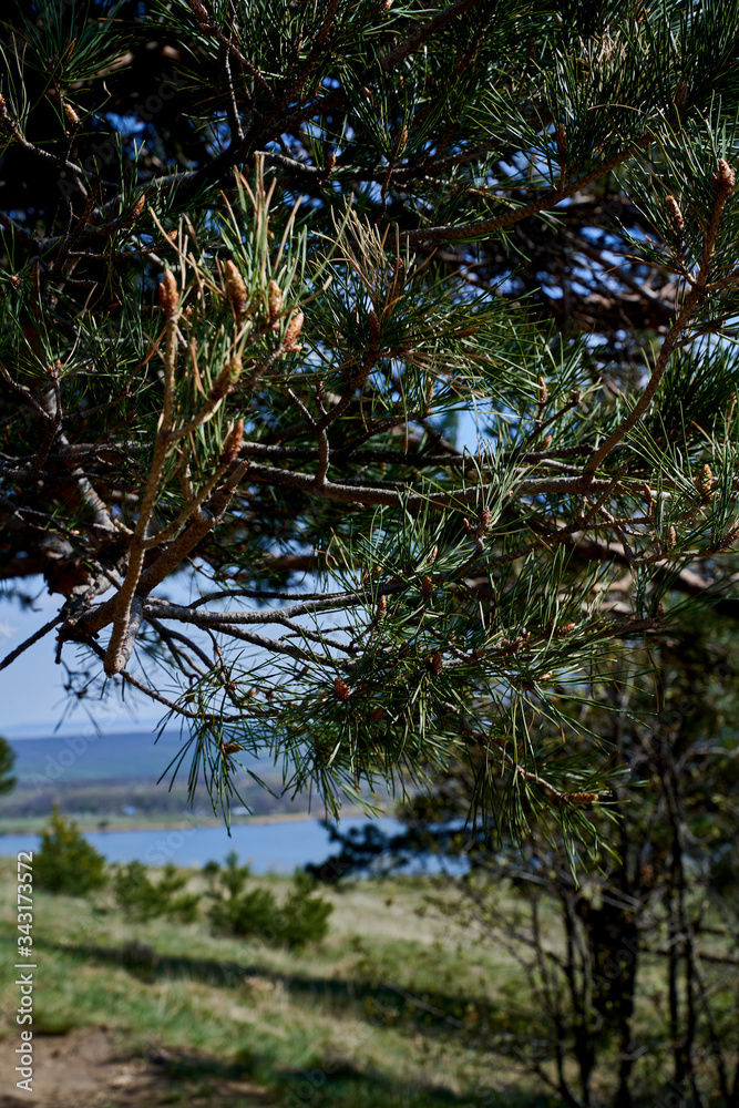 pine tree on the slope of a lake in the North Caucasus Russia