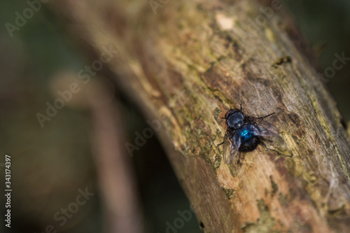 fly on wood