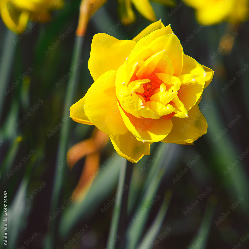 Flowers aesthetics wallpaper. Yellow narcissus background Flowers aesthetics wallpaper. Yellow narcissus background