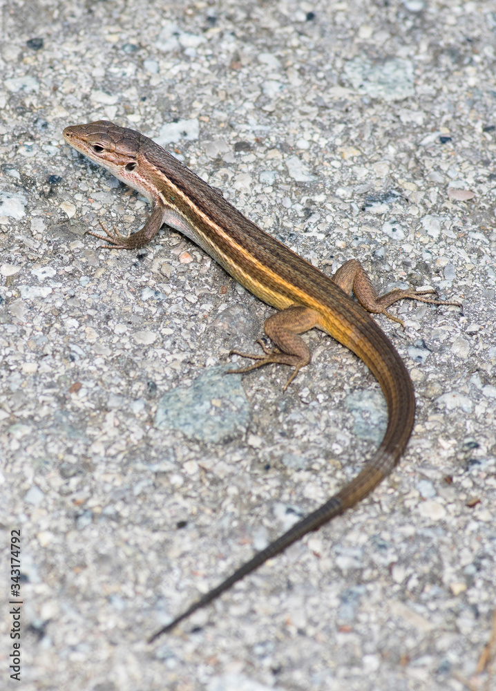 Mediterranean iberian sand lizard (Psammodromus hispanicus) Mediterranean iberian sand lizard (Psammodromus hispanicus)