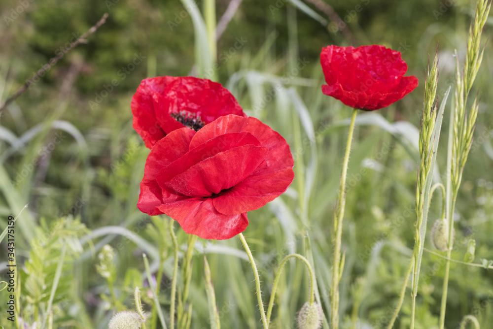 Obraz premium Papaver dubium long head poppy blindeyes beautiful flower of deep red color and medium size on green background light by flash