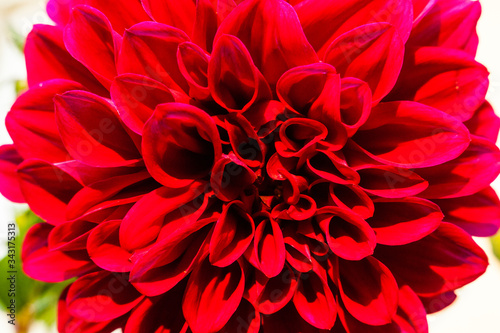 Red dahlia flower. © rootstocks