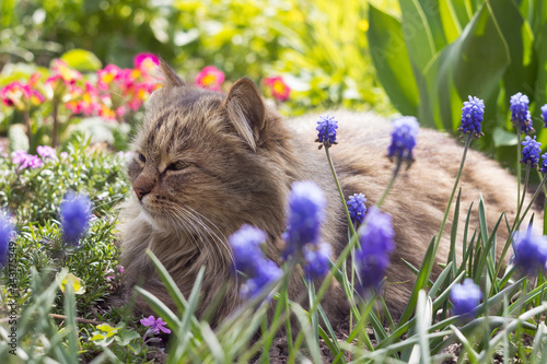 A gray fluffy cat lies among the flowers in the garden. Pet rests among blue muscaris and red primrose in spring photo