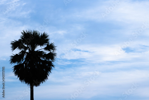 Black silhouette Borassus flabellifer,Asian palmyra palm, toddy palm, sugar palm tree the left side and on blue sky background. copy space.