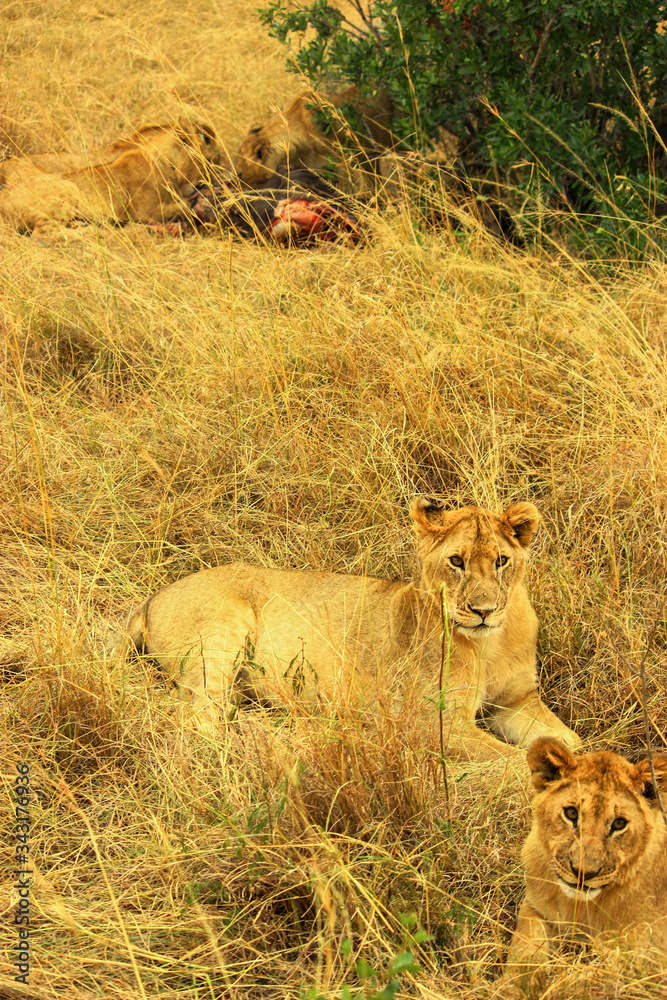 Family Lions enjoying a fresh meal at Maasai Mara National Reserve, Kenya. September 2, 2013 Family Lions enjoying a fresh meal at Maasai Mara National Reserve, Kenya. September 2, 2013