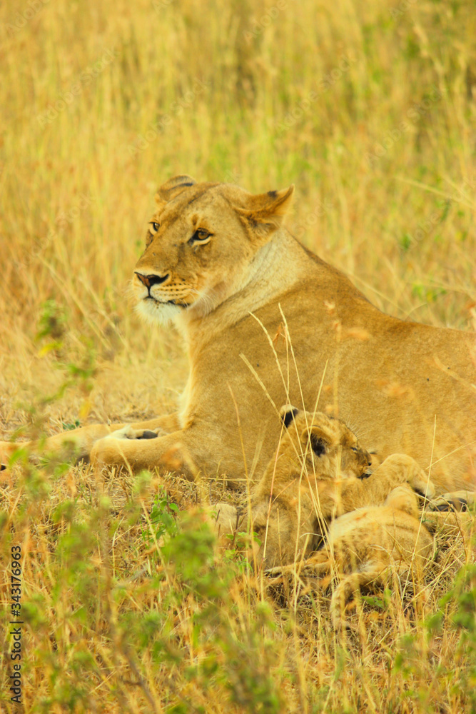 Lions and her cubs at Masai Mara National Reserve Sep 2nd 2013 Lions and her cubs at Masai Mara National Reserve Sep 2nd 2013