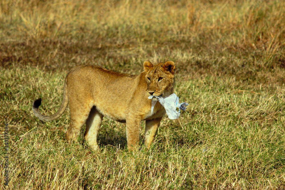 Young lion alone biting piece of plastic in the middle of savannah at Maasai Mara, 2th September 2013 Young lion alone biting piece of plastic in the middle of savannah at Maasai Mara, 2th September 2013
