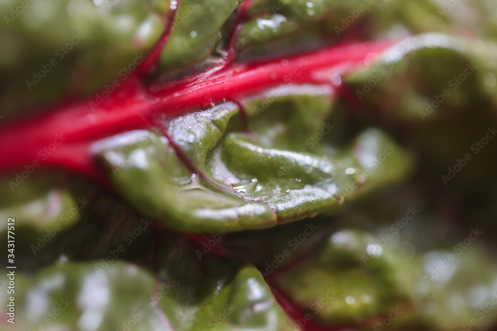 Fototapeta premium Closeup rainbow chard