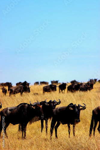 Wildebeest resting at the savannah at Maasai Mara National Reserve, Kenya. September 2, 2013 © Joao Compasso