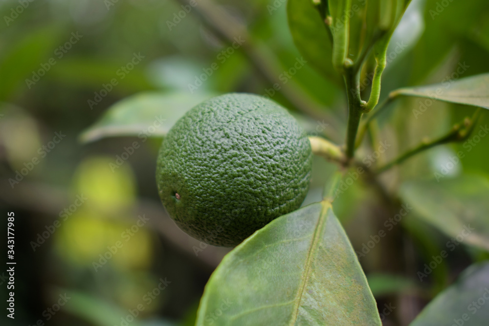 Small piece of a fresh lime green colored lemon hanging in a lemon tree