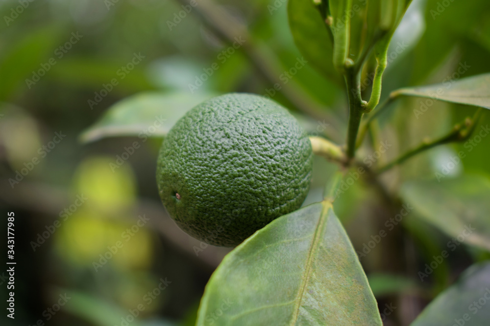 Small piece of a fresh lime green colored lemon hanging in a lemon tree Small piece of a fresh lime green colored lemon hanging in a lemon tree