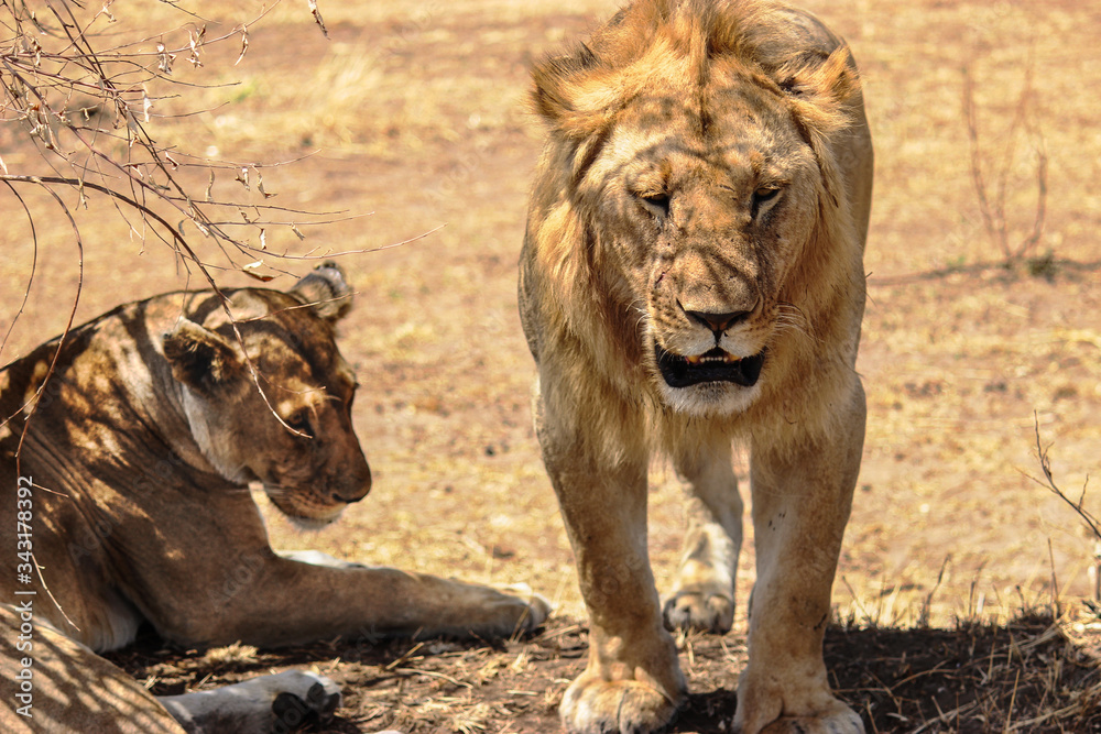 Young lion couple in love. They are in middle of a savannah at Maasai Mara. Young lion couple in love. They are in middle of a savannah at Maasai Mara.