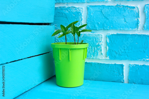 A flower sprout in a green pot stands against a sky-blue color brick and a wooden wall in a corner on a shelf