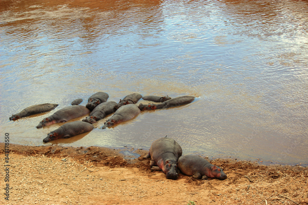 Hippos enjoying a bath in the lake. Maasai Mara, 2th September 2013 Hippos enjoying a bath in the lake. Maasai Mara, 2th September 2013