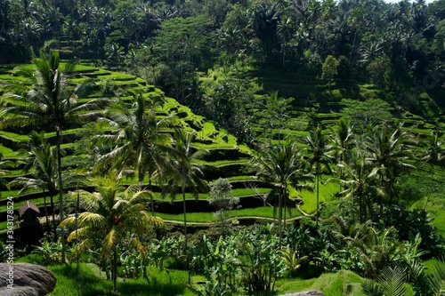 View on Top of Rice Terraces, Bali, Indonesia