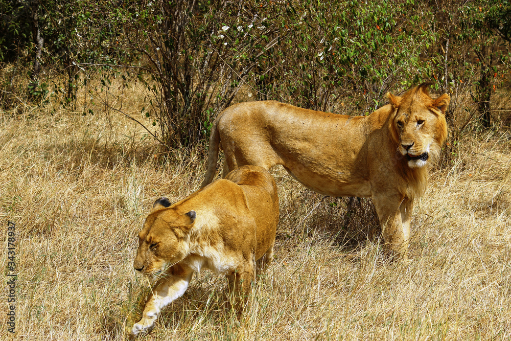 Naklejka premium Young lion couple in love. They are in middle of a savannah at Maasai Mara.