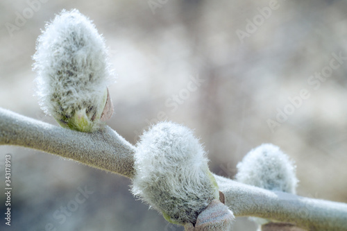 blooming willow branch on the eve of Palm Sunday