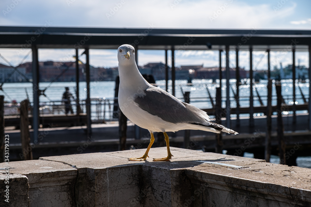 Gabbiano da solo a Venezia