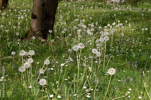 wild Dandilion pappi on field photo