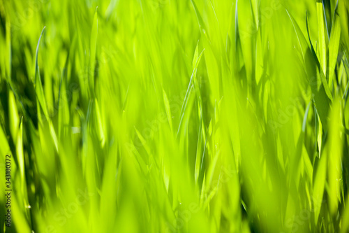 Green grass in the sunny day