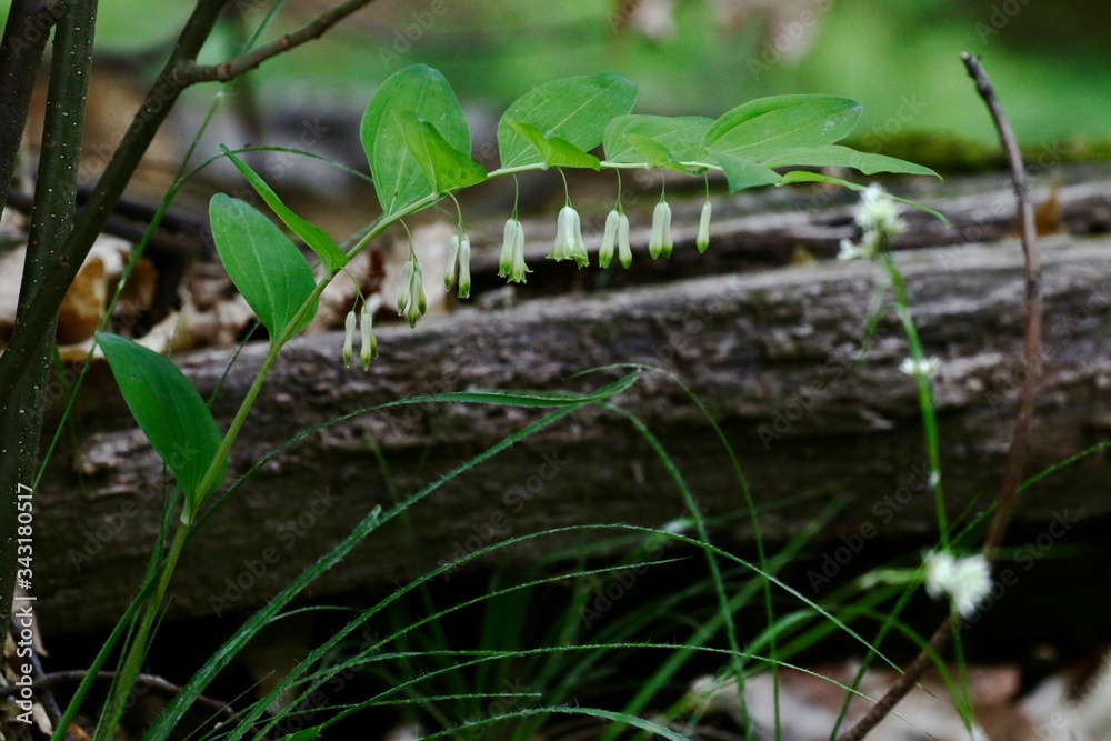 green, nature, wildlife, grass, macro, wild, closeup, close-up, tree, leaf, Solomon, seal, sigillo , salomone, Polygonatum , multiflorum , wild, flower, swiss, ticino green, nature, wildlife, grass, macro, wild, closeup, close-up, tree, leaf, Solomon, seal, sigillo , salomone, Polygonatum , multiflorum , wild, flower, swiss, ticino
