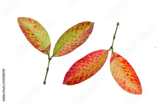 Obraz na płótnie An old half-dried leaf lay on white background w salonie