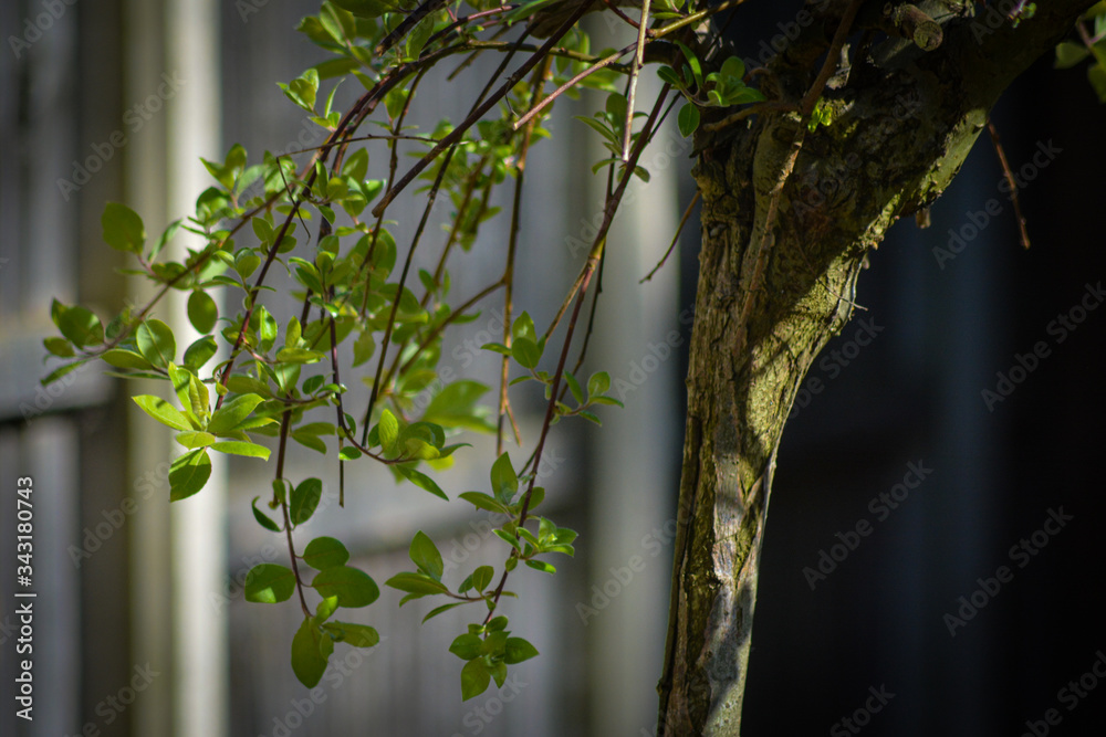 Fototapeta premium tree in spring