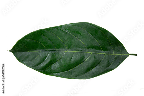 Leaves of jackfruit isolated on a white background photo