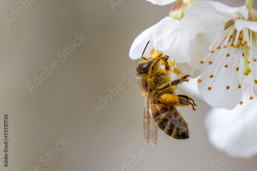 honey bee collects the nectar of white cherry blossoms in spring