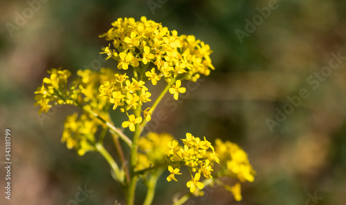 Jacobaea vulgaris, ragwort, common ragwort, benweed yellow flowers