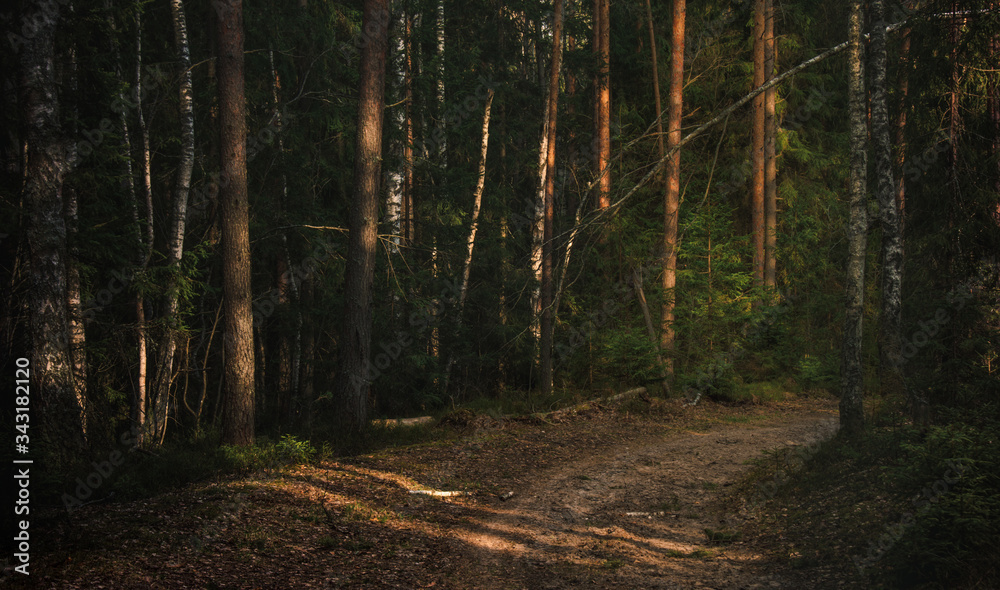 Obraz premium beautiful spring forest at sunset