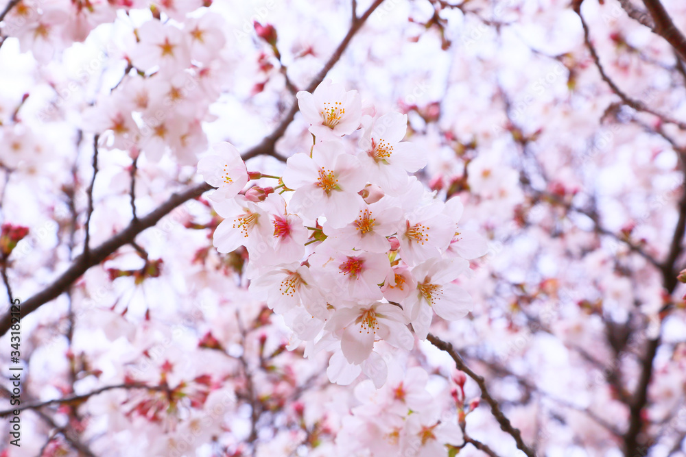 The cute, delicate, and fragile cherry blossoms bloom hard.