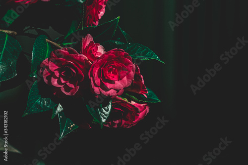 bouquet of roses