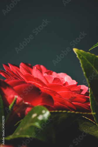 red flower on black background